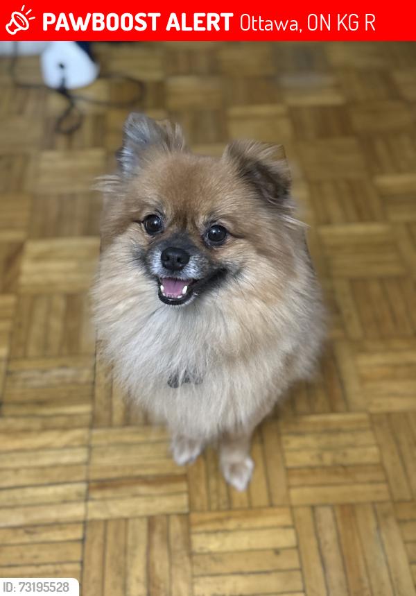 Lost Male Dog last seen Sheffield Glen, Ottawa, ON K1G 3R4