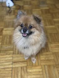 Lost Male Dog last seen Sheffield Glen, Ottawa, ON K1G 3R4