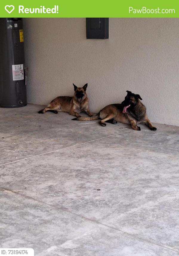 Reunited Female Dog last seen Santa Barbara blvd/Kismet, Cape Coral, FL 33909