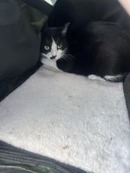 Reunited Female Cat last seen Center Ave, Cuyahoga Falls, OH 44221