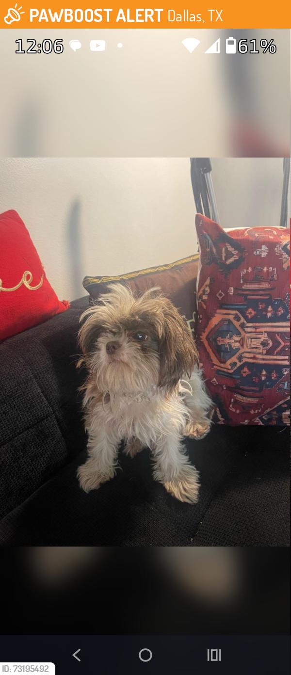 Found/Stray Female Dog last seen Camp Wisdom and Westmoreland, Dallas, TX 75237