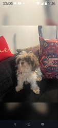 Found/Stray Female Dog last seen Camp Wisdom and Westmoreland, Dallas, TX 75237