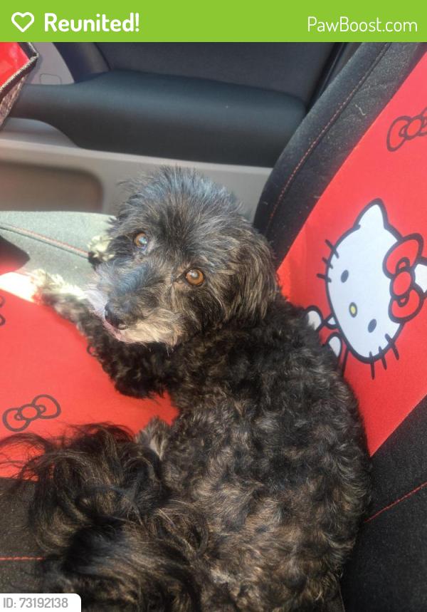Reunited Male Dog last seen 120th and Eucalyptus ave, Hawthorne, CA 90250