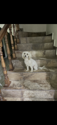 Lost Female Dog last seen Near W Williams St, Santa Maria, CA 93458