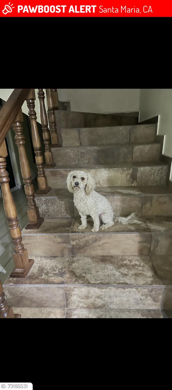 Lost Female Dog last seen Near W Williams St, Santa Maria, CA 93458