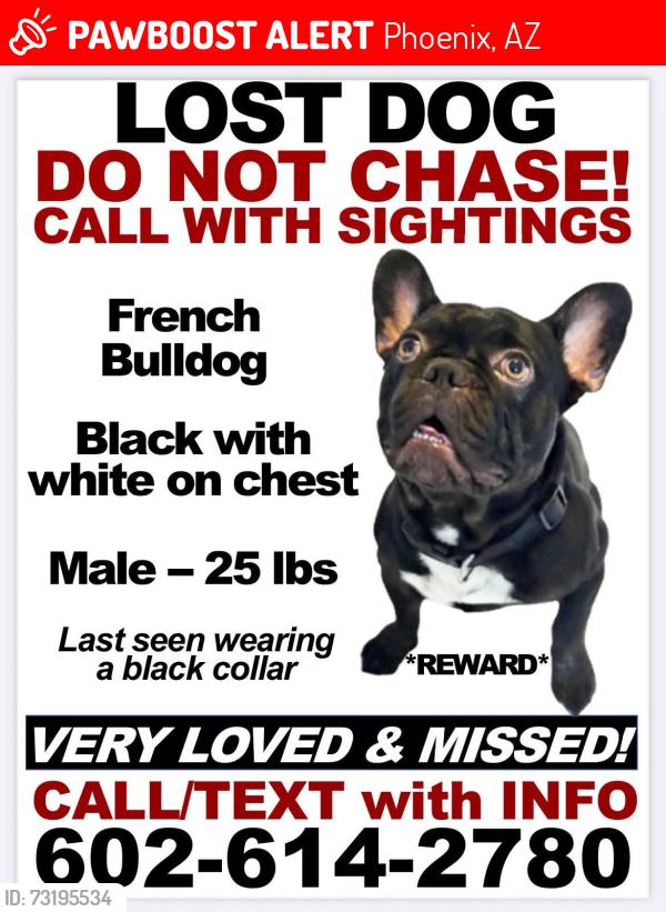 Lost Male Dog last seen Near and vanburen, Phoenix, AZ 85009