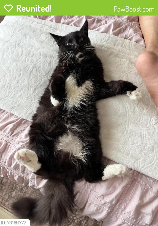Reunited Male Cat last seen Pinewood Mist Ln, Atascocita, TX 77346