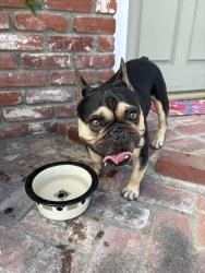 Reunited Male Dog last seen Litchfield Drive in Huntington Beach, CA, Huntington Beach, CA 92646