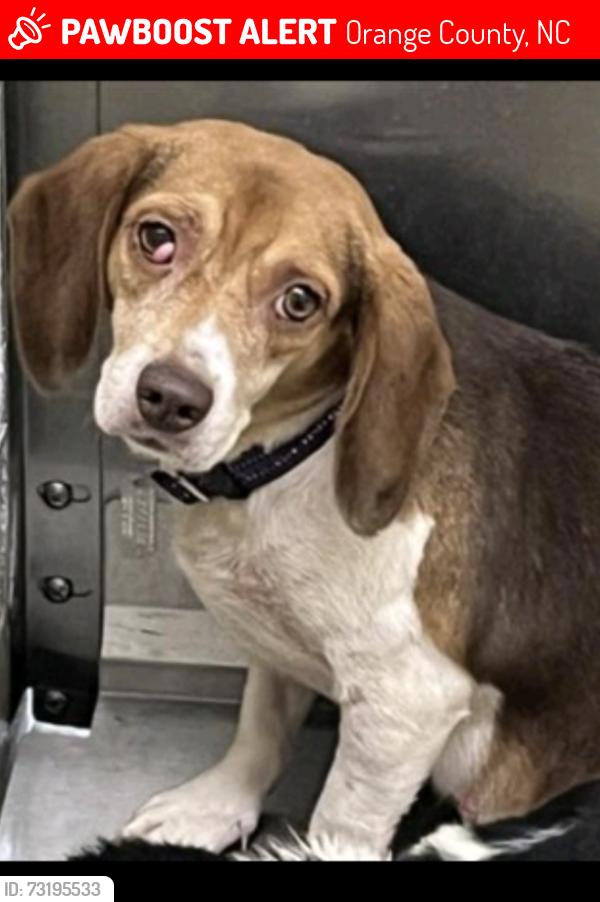 Lost Female Dog last seen Peace St/rosewood Rd Hillsborough NC, Orange County, NC 27278