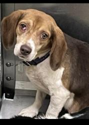 Lost Female Dog last seen Peace St/rosewood Rd Hillsborough NC, Orange County, NC 27278