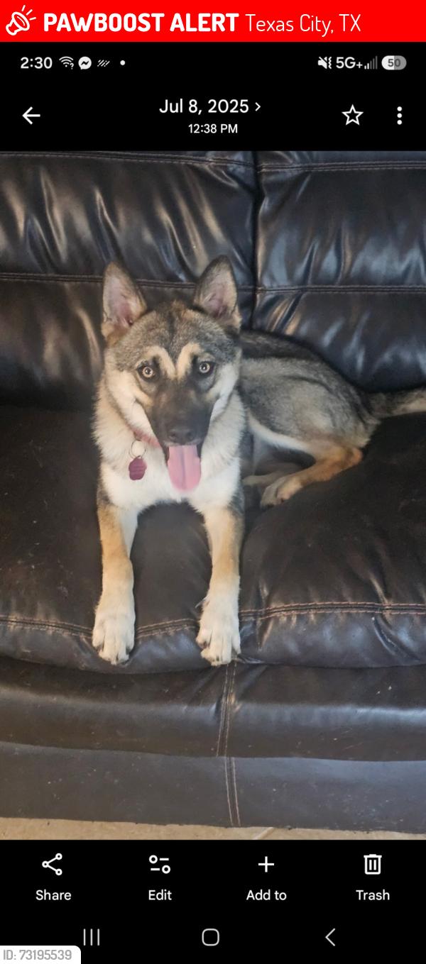 Lost Female Dog last seen Willow dr Texas city dike area, Texas City, TX 77590