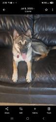 Lost Female Dog last seen Willow dr Texas city dike area, Texas City, TX 77590