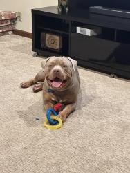 Reunited Male Dog last seen El Centro Rd. & Arena Blvd, Sacramento, CA 95834