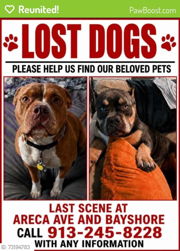 Reunited Male Dog last seen Areca Ave and Bayshore dr, Naples, FL 34112