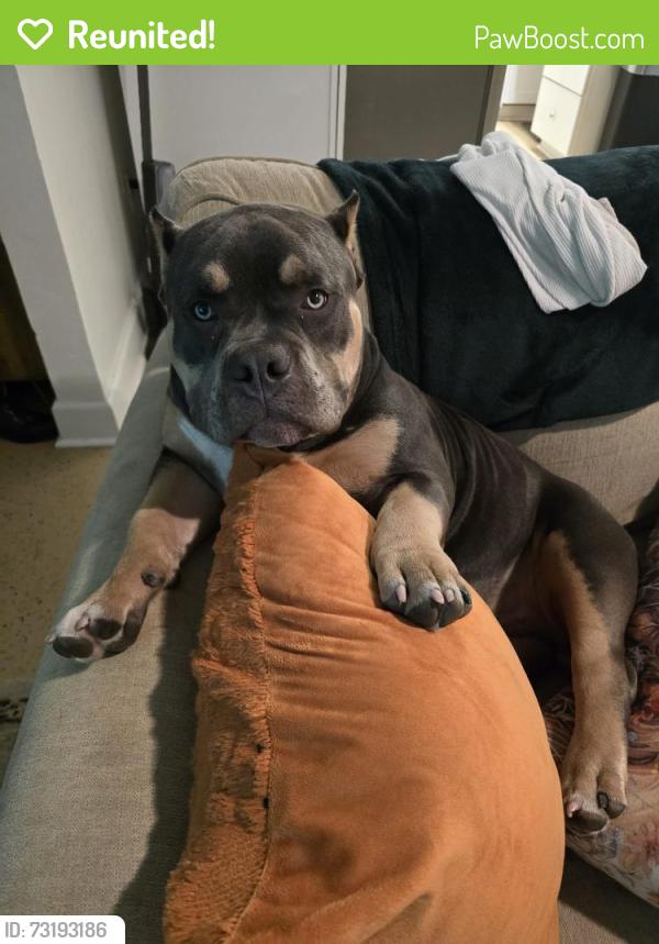 Reunited Male Dog last seen Areca Avenue, Naples, FL 34112
