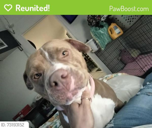 Reunited Female Dog last seen Bayshore, Naples, FL 34112