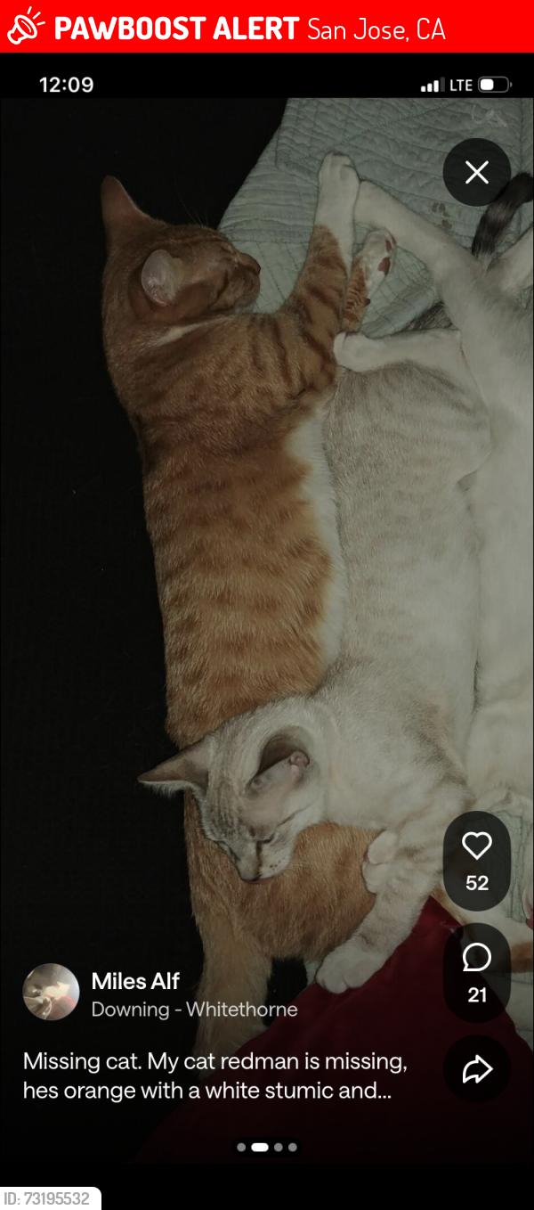 Lost Male Cat last seen In a neighborhood, San Jose, CA 95128