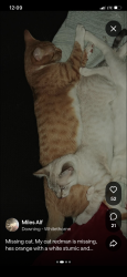 Lost Male Cat last seen In a neighborhood, San Jose, CA 95128