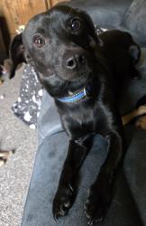 Reunited Male Dog last seen Near, Rockford, IL 61108