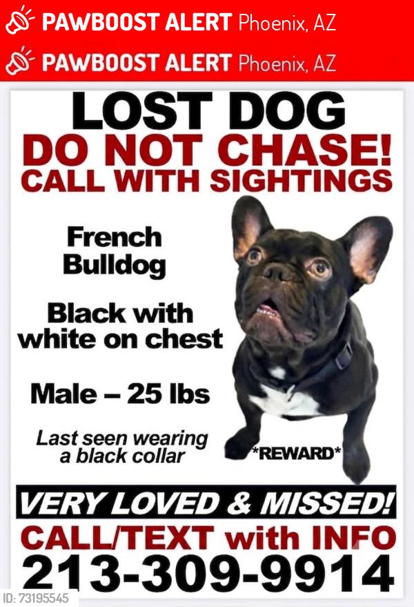 Lost Male Dog last seen Near and vanburen, Phoenix, AZ 85009