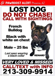 Lost Male Dog last seen Near and vanburen, Phoenix, AZ 85009