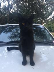 Reunited Male Cat last seen Avalon BLVD, Garcon Point, FL 32583
