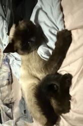 Found/Stray Unknown Cat last seen Cardinal drive nw, Olympia, WA 98502
