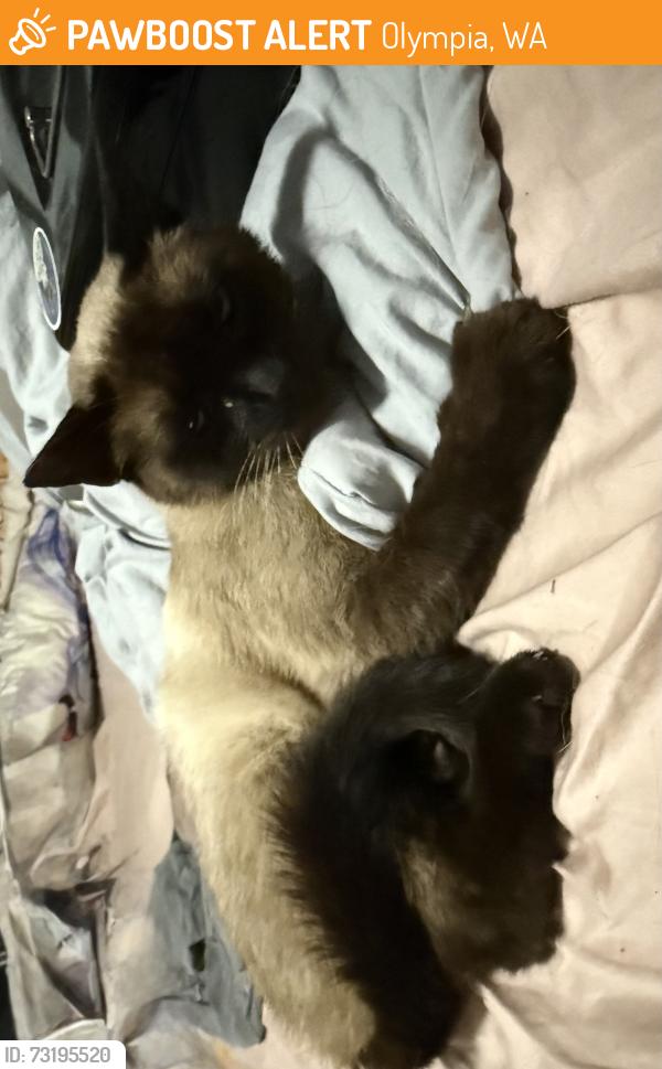 Found/Stray Unknown Cat last seen Cardinal drive nw, Olympia, WA 98502