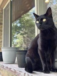 Lost Female Cat last seen Scenic / Reba, Heath, TX 75032