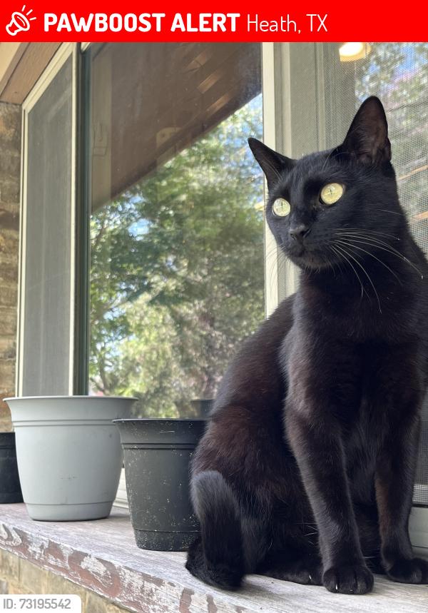 Lost Female Cat last seen Scenic / Reba, Heath, TX 75032