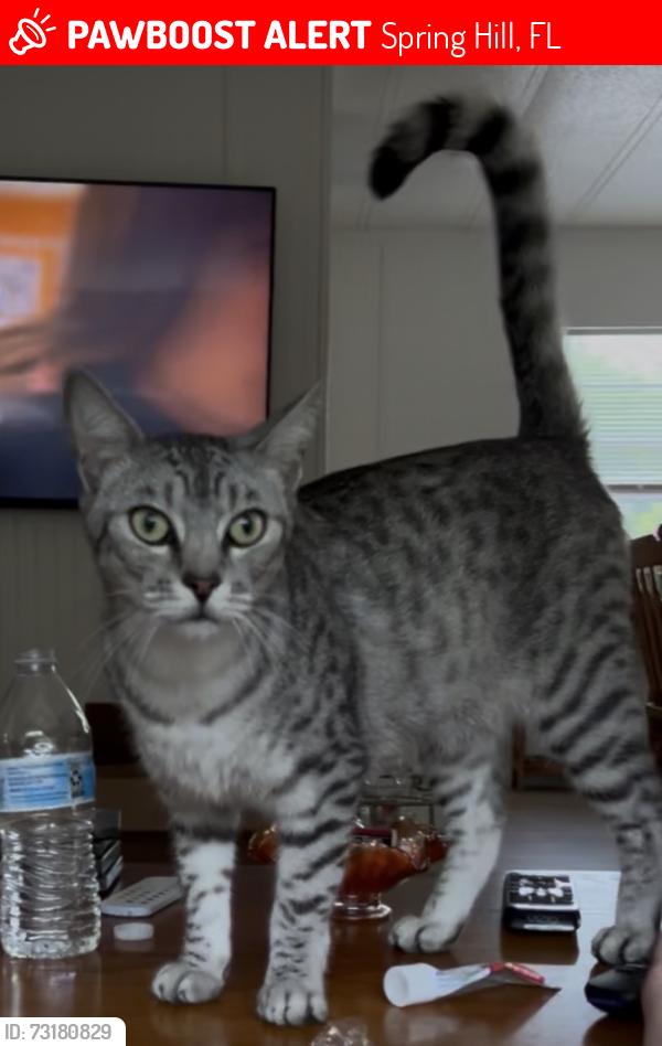 Lost Male Cat last seen Thaxton/Serene St & Ridge/Indian Trail Rds, Spring Hill, FL 34613