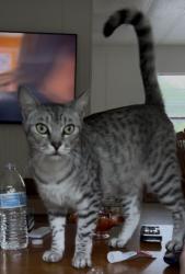 Lost Male Cat last seen Thaxton/Serene St & Ridge/Indian Trail Rds, Spring Hill, FL 34613
