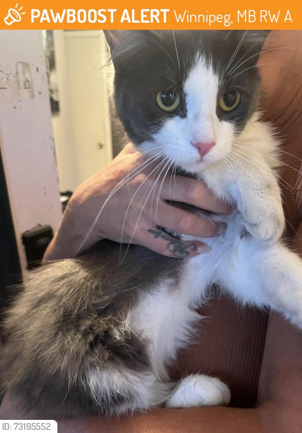 Found/Stray Female Cat last seen McAdam and Jones, Winnipeg, MB R2W 0A6