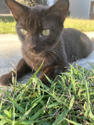 Lost Male Cat last seen Mcgarry Trail, Old Dowd, Dewey Dr, Charlotte, NC 28214