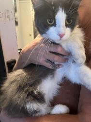Found/Stray Female Cat last seen McAdam and Jones, Winnipeg, MB R2W 0A6