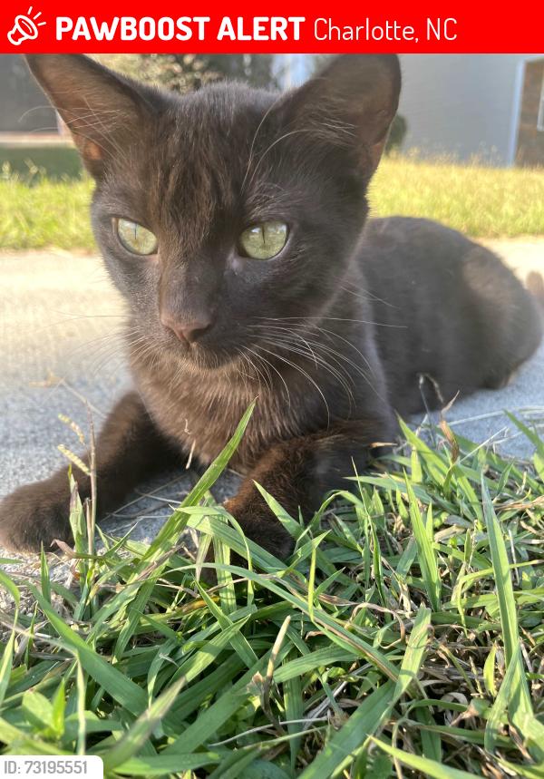 Lost Male Cat last seen Mcgarry Trail, Old Dowd, Dewey Dr, Charlotte, NC 28214