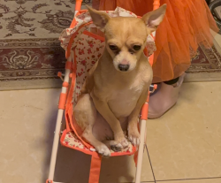 Reunited Male Dog last seen Lincoln Ave, Liberty Ave by joes pizza, Brooklyn, NY 11208