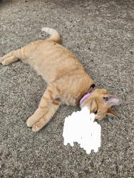 Found/Stray Female Cat last seen Moore St Baptist Church, Richmond, VA 23220