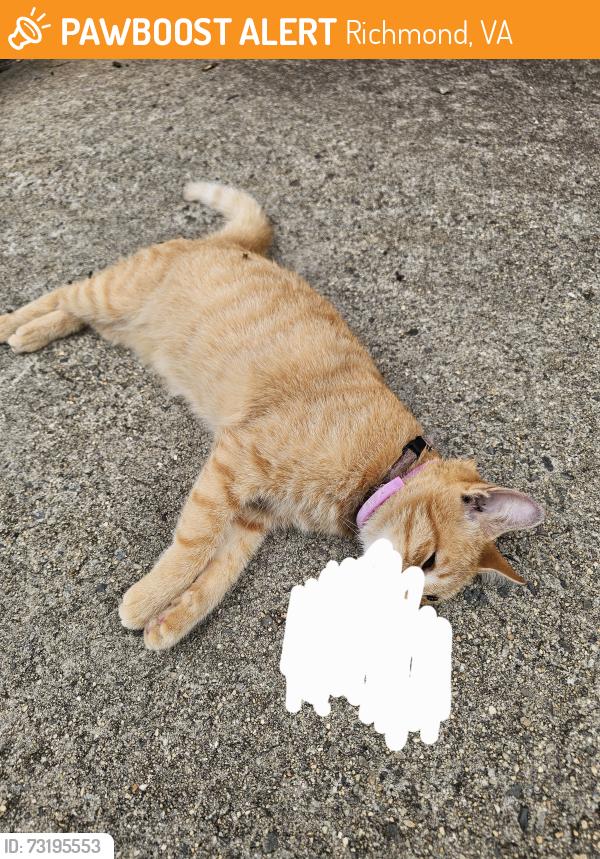 Found/Stray Female Cat last seen Moore St Baptist Church, Richmond, VA 23220