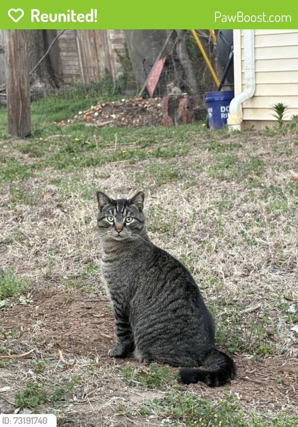 Reunited Male Cat last seen Triangle Garden Near West McKee and Coolidge, Wichita, KS 67203
