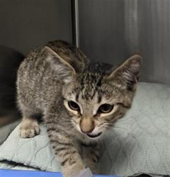 Shelter Stray Male Cat last seen , 11361 W Pico Blvd, Los Angeles, CA 90064, USA