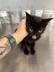 Shelter Stray Female Cat last seen BURLINGTON AC, 221 Stone Quarry Rd, Burlington, NC 27217, USA