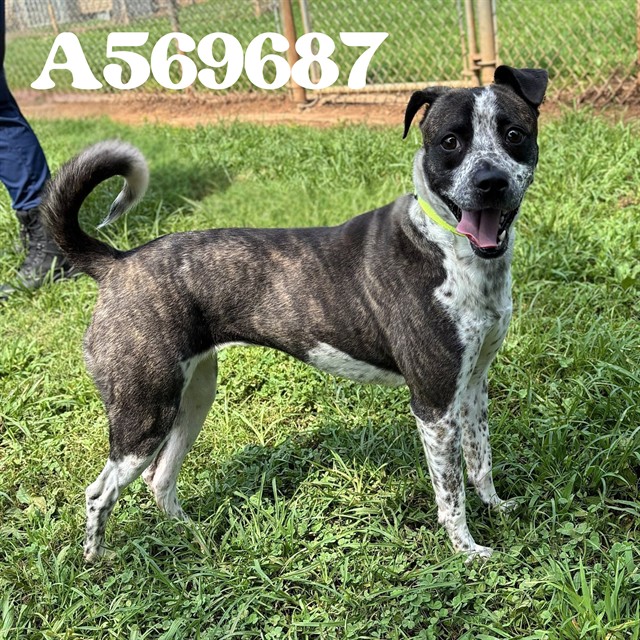 Shelter Stray Female Dog last seen PROSPER MADISON OAKS, 4950 SW Triana Blvd, Huntsville, AL 35805, USA