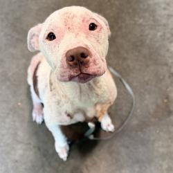 Shelter Stray Female Dog last seen OAK LN SORRENTO, 12280 County Rd 448, Tavares, FL 32778, USA