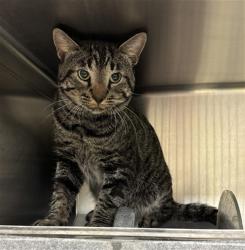 Shelter Stray Unknown Cat last seen , 232 Eslinger Way, Sanford, FL 32773, USA