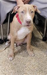 Shelter Stray Male Dog last seen , 3201 Lacy St, Los Angeles, CA 90031, USA