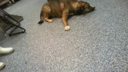 Shelter Stray Female Dog last seen CHARLOTTE, 8315 Byrum Dr, Charlotte, NC 28217, USA