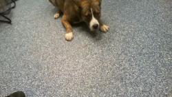 Shelter Stray Male Dog last seen CHARLOTTE, 8315 Byrum Dr, Charlotte, NC 28217, USA