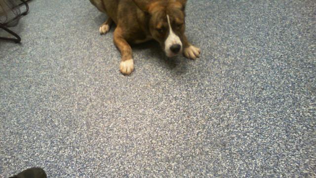 Shelter Stray Male Dog last seen CHARLOTTE, 8315 Byrum Dr, Charlotte, NC 28217, USA