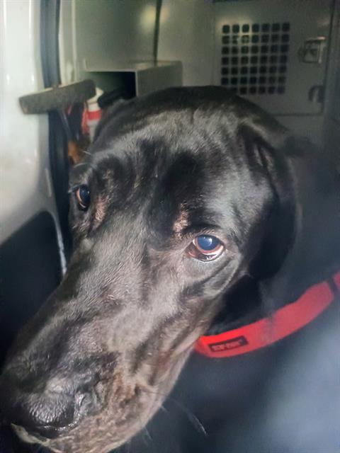 Shelter Stray Female Dog last seen CHARLOTTE, 8315 Byrum Dr, Charlotte, NC 28217, USA